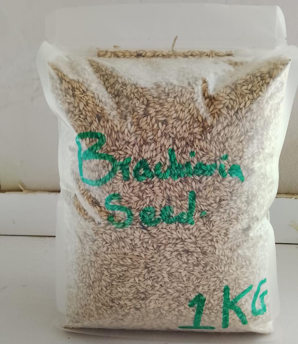 Brach seed 1kg